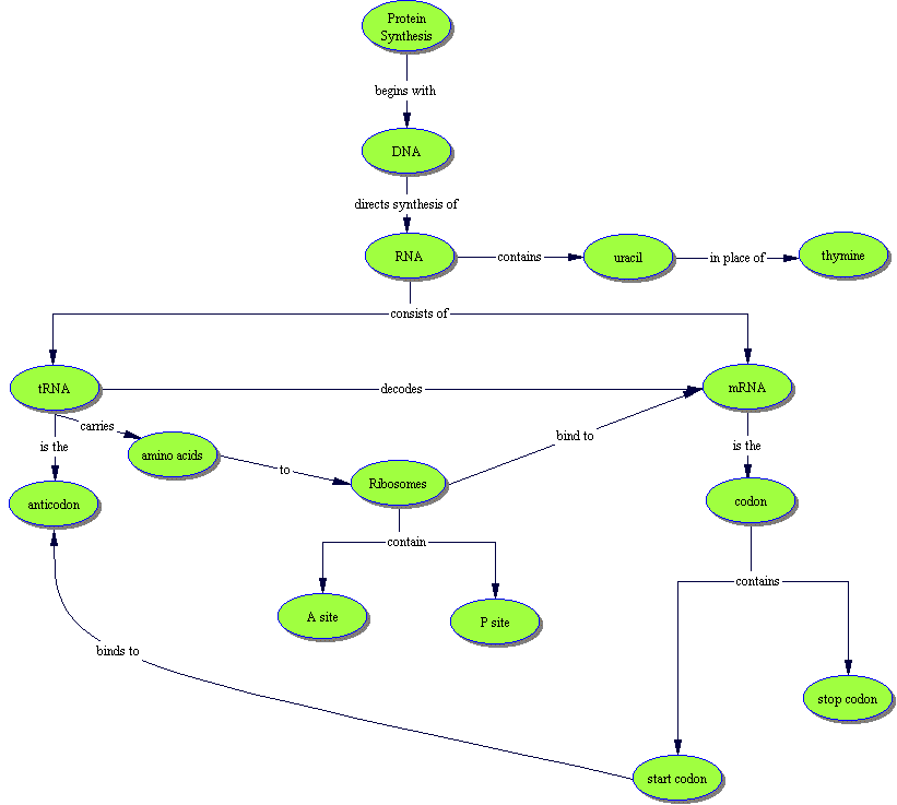 protein concept map