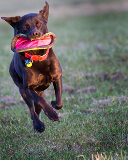 dog.png